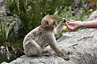 Gibraltar Barbary Macaque Macaca sylvanus