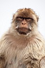 Gibraltar Barbary Macaque Macaca sylvanus
