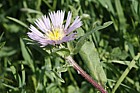 Centaurea pullata