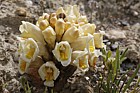 Cistanche phelypaea