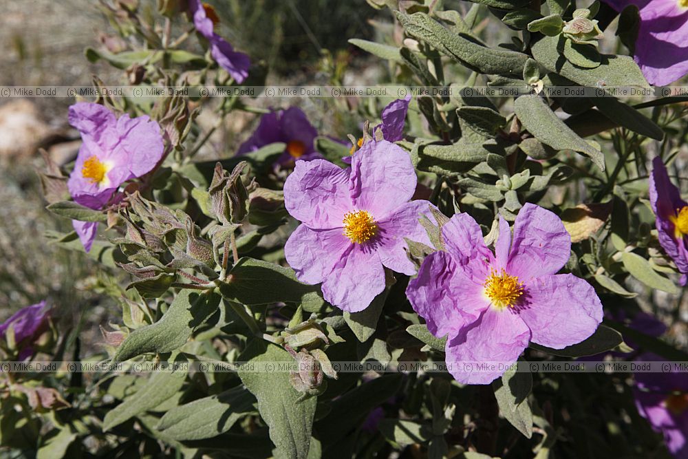 Cistus crispus