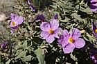 Cistus crispus
