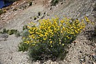 Coronilla juncea Rush-like Scorpion Vetch (?)