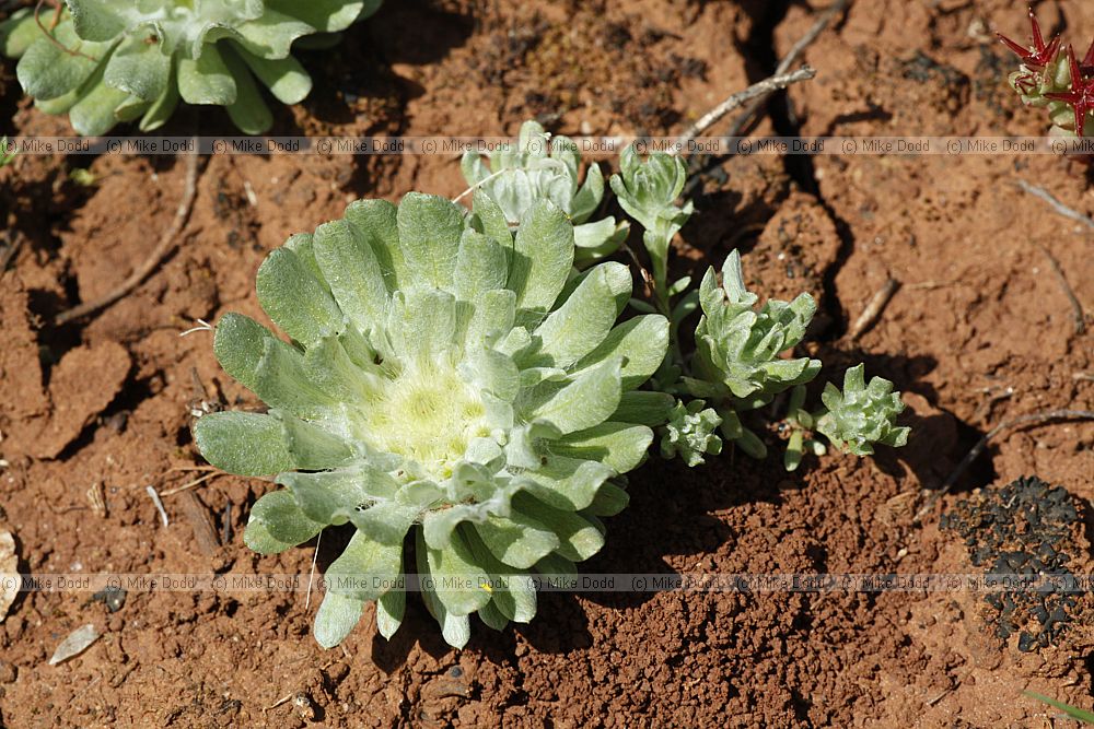 Evax pygmaea