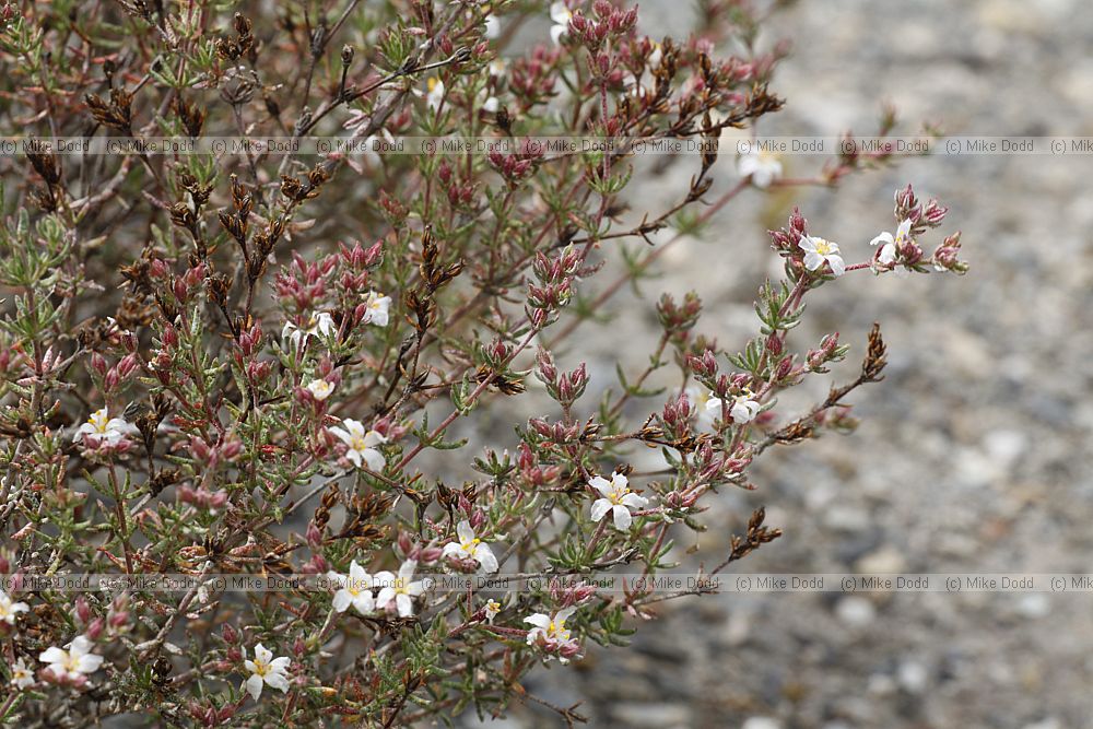 Frankenia corymbosa