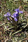 Gynandriris sisyrinchium Barbary Nut