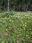 Limestone 'meadow' partly under Pines and heavily disturbed by wild boar