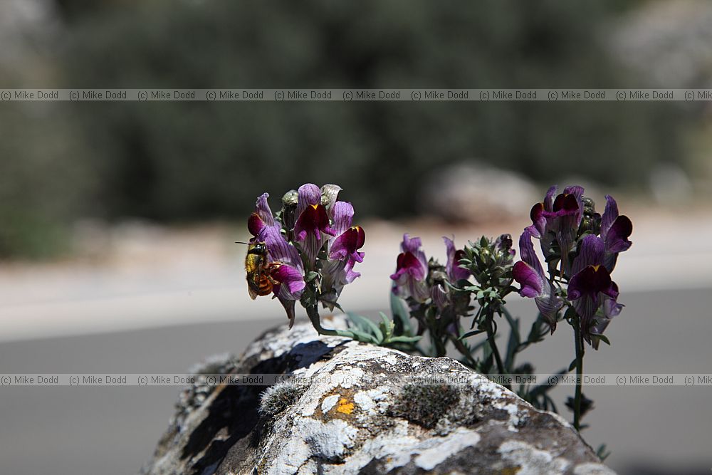Linaria