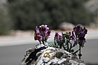 Linaria