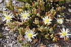 Mesembryanthemum nodiflorum