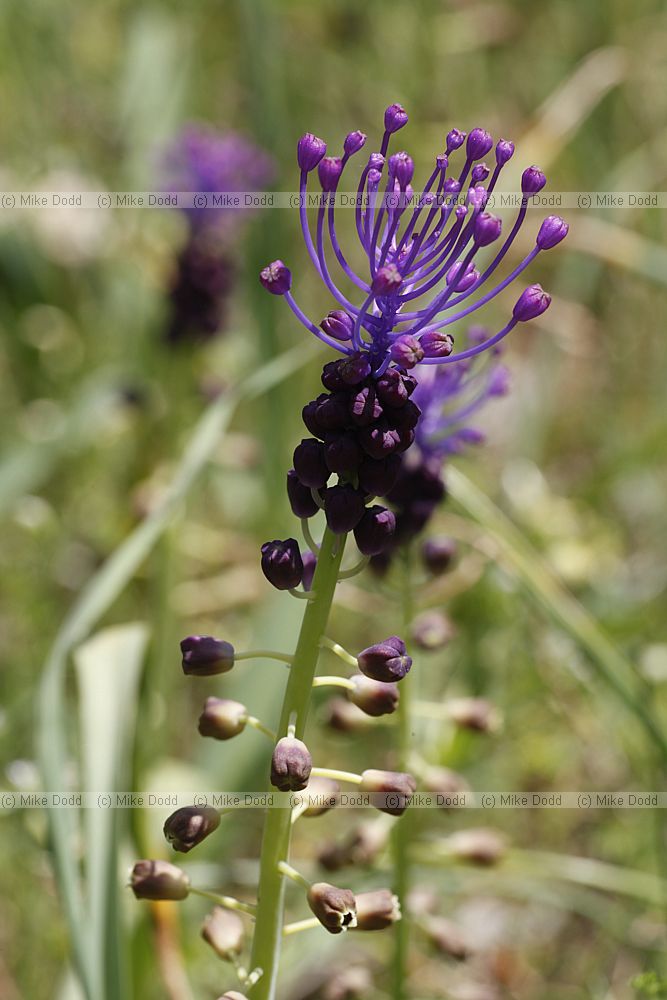 Muscari comosum Tassel Hyacinth