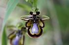 Ophrys speculum