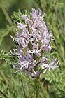 Orchis italica Italian Man Orchid