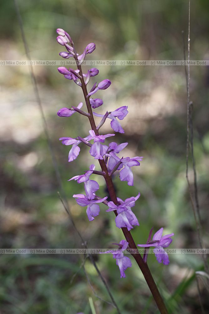 Orchis langei