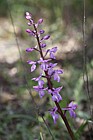 Orchis langei