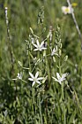 Ornithogalum narbonense