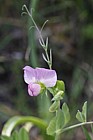 Pisum sativum Wild Pea