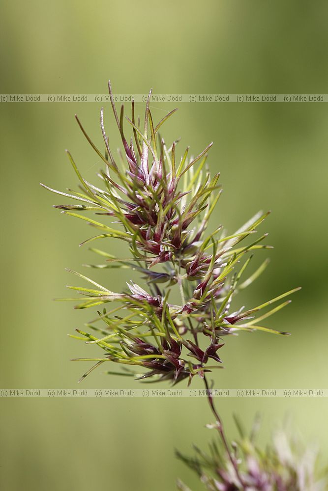 Poa bulbosa (?)