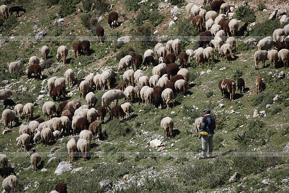 Sheep and shepherd