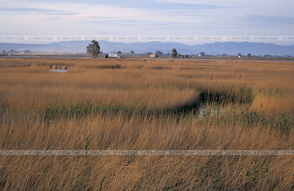 Evening Ebro delta with reeds