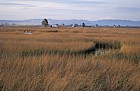 Evening Ebro delta with reeds