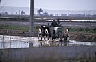 Tractor planting rice in flooded field Ebro delta