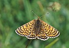 Glanville fritillary Picos de Europa