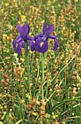 Iris latifolia English Iris Picos de Europa