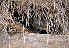 Black redstart in barn at San Pedro de Boya village Picos de Europa