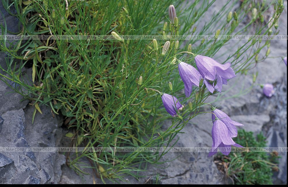 Campanula rotundifolia Harebell Picos de Europa