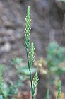 Crucianella (latifolia?) Picos de Europa