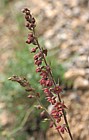 Epipactis atrorubens Dark-red Helleborine Picos de Europa