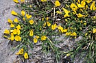 Cytisus sp Picos de Europa