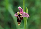 Ophrys scolopax Woodcock orchid Picos de Europa