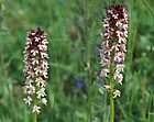 Orchis ustulata Burnt-tip orchid Picos de Europa