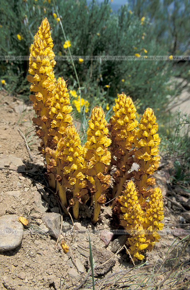Orobanche rapum-genistae Greater broomrape Picos de Europa
