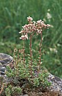 Sedum album White Stonecrop Picos de Europa