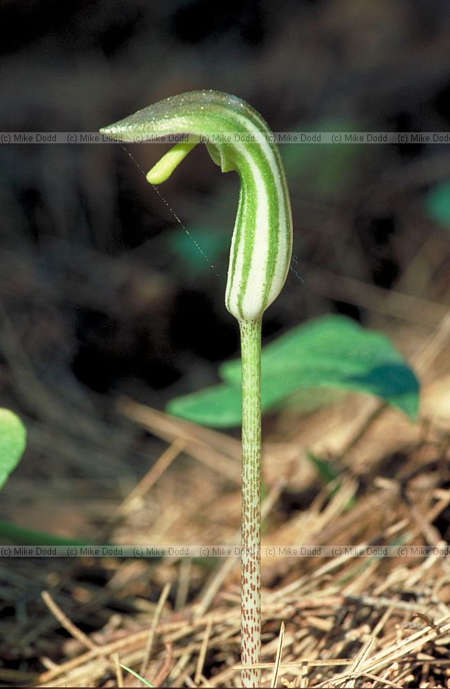 Arisarum vulgare Friar's cowl Majorca