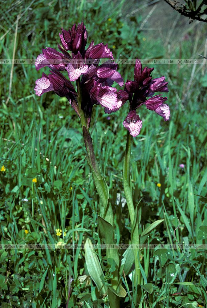 Orchis papilionaceae Pink butterfly orchid Andalucia