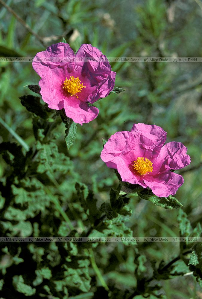 Cistus crispus Andalucia