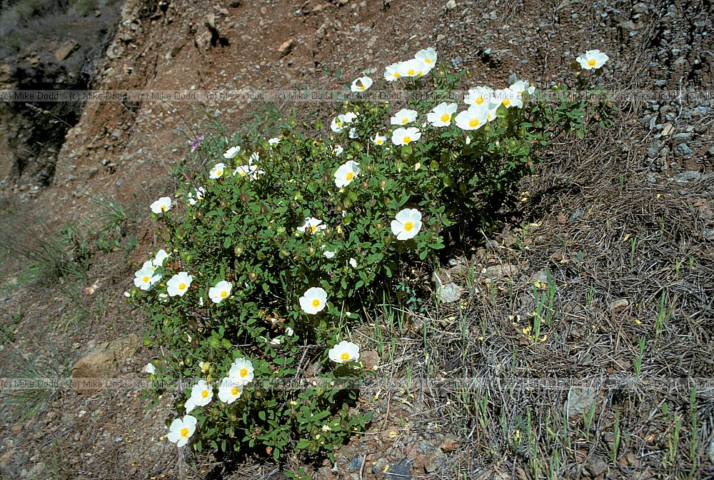 Cistus salvifolius Sage-leaved cistus Andalucia