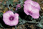 Convolvulus althaeoides Mallow-leaved bindweed Andalucia