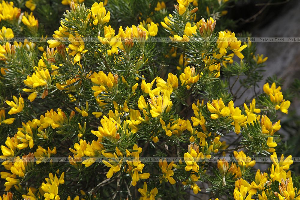 Teline linifolia