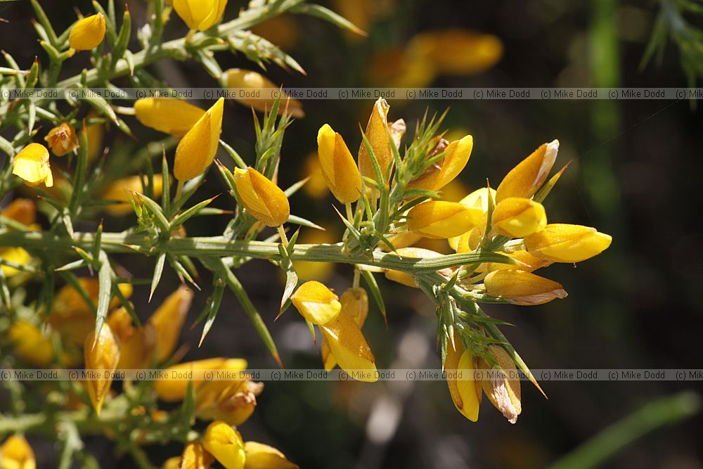 Ulex baeticus (?)