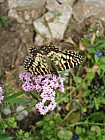 Spanish Festoon Zerynthia rumina