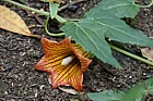 Canarina canariensis Canary bell-flower
