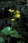Ranunculus cortusifolius macaronesian endemic