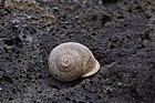 Otala lactea Snail of similar size to common garden snail Helix aspersa(or whatever latin  name it has these days)