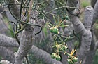 Asparagus umbellatus