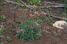 Limonium pectinatum macaronesian endemic